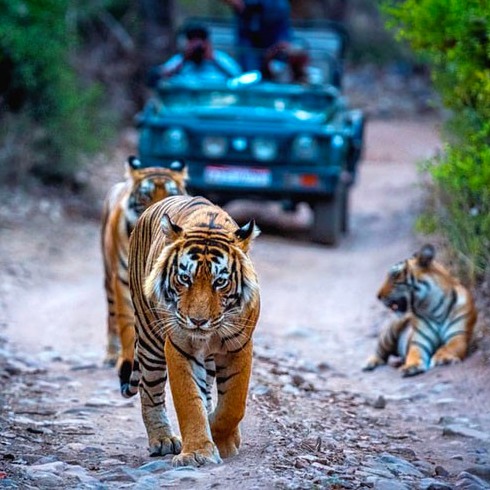 Tour del Triángulo Dorado con Ranthambore