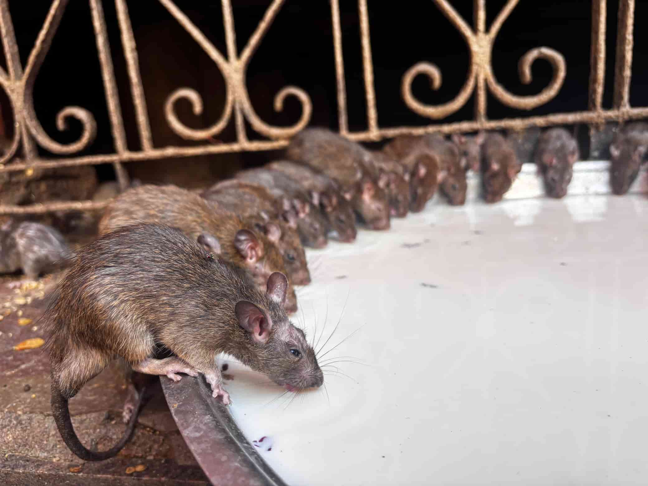 Recorrido por Rajasthan 16 Dias